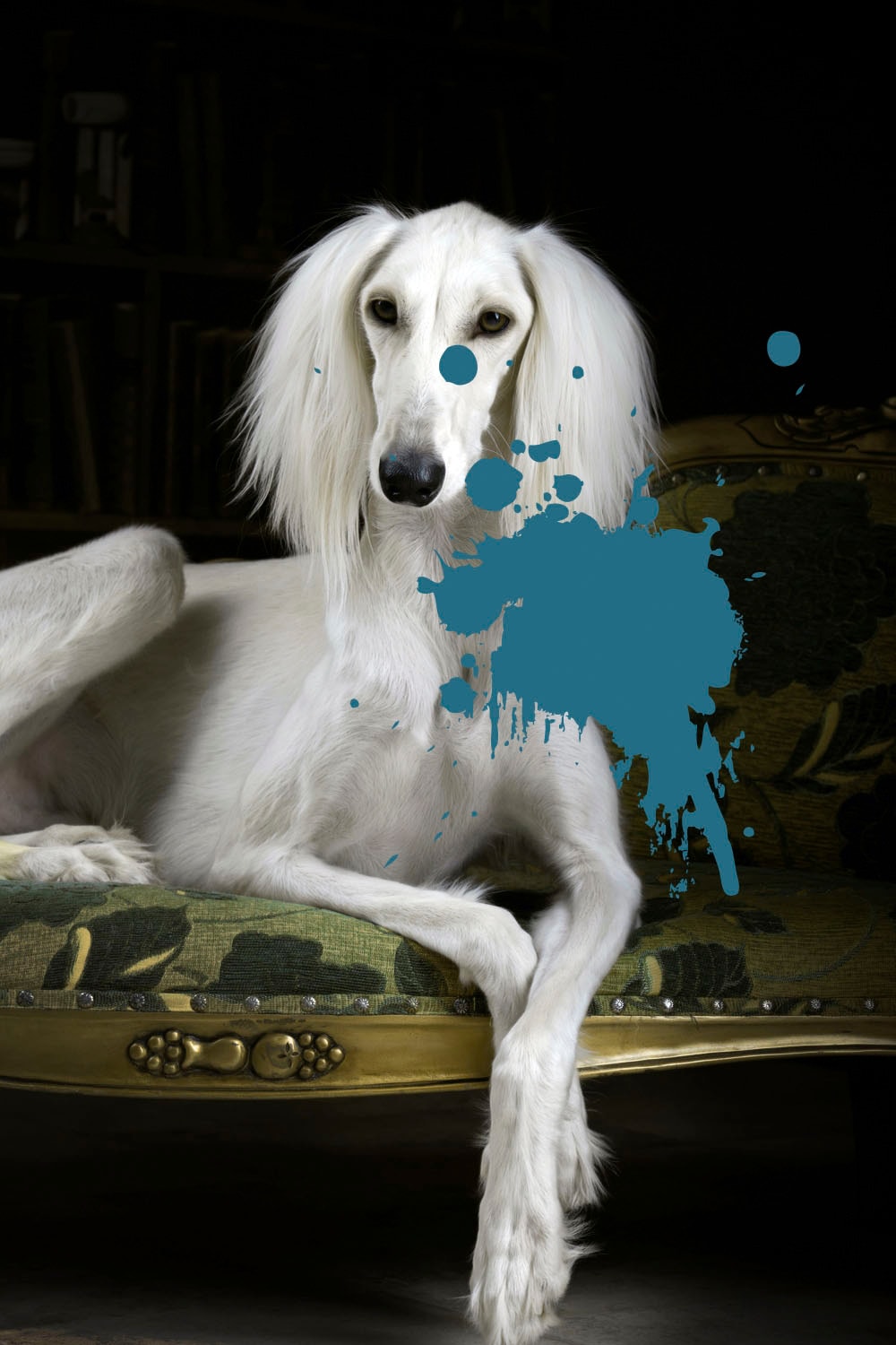 queence Acrylglasbild "Hund mit Farbklecks", Kunst-Gemälde-Hund-Hundebilder günstig online kaufen
