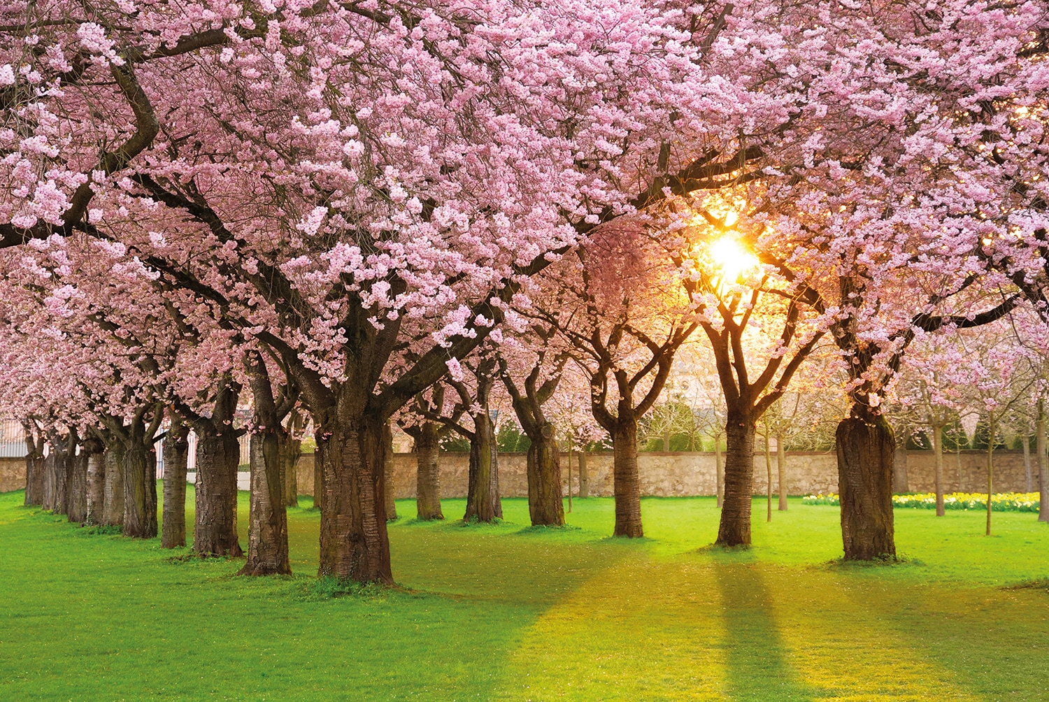 Papermoon Fototapete "Cherry Tree Garden" glatt