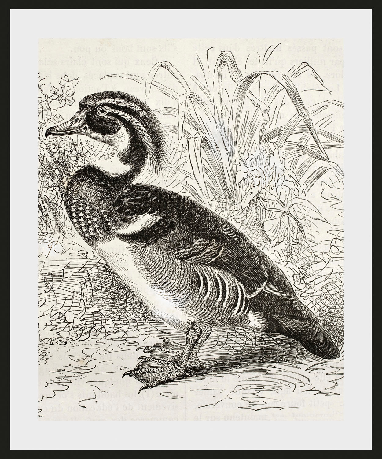 queence Bild »Donald«, Vögel-Vogelbilder-historische Ereignisse-Kunst, (1 St.), HD Premium Poster-Druck inkl. Holzrahmen