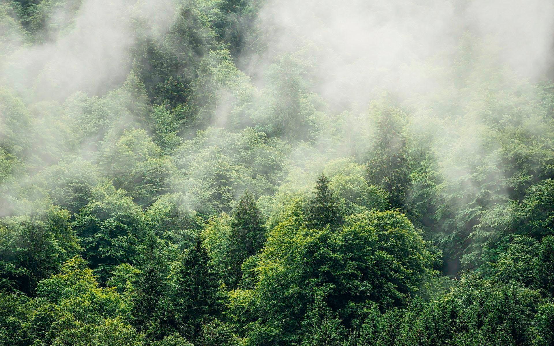 Komar Vliestapete »Forest Land« 400x250 cm (...