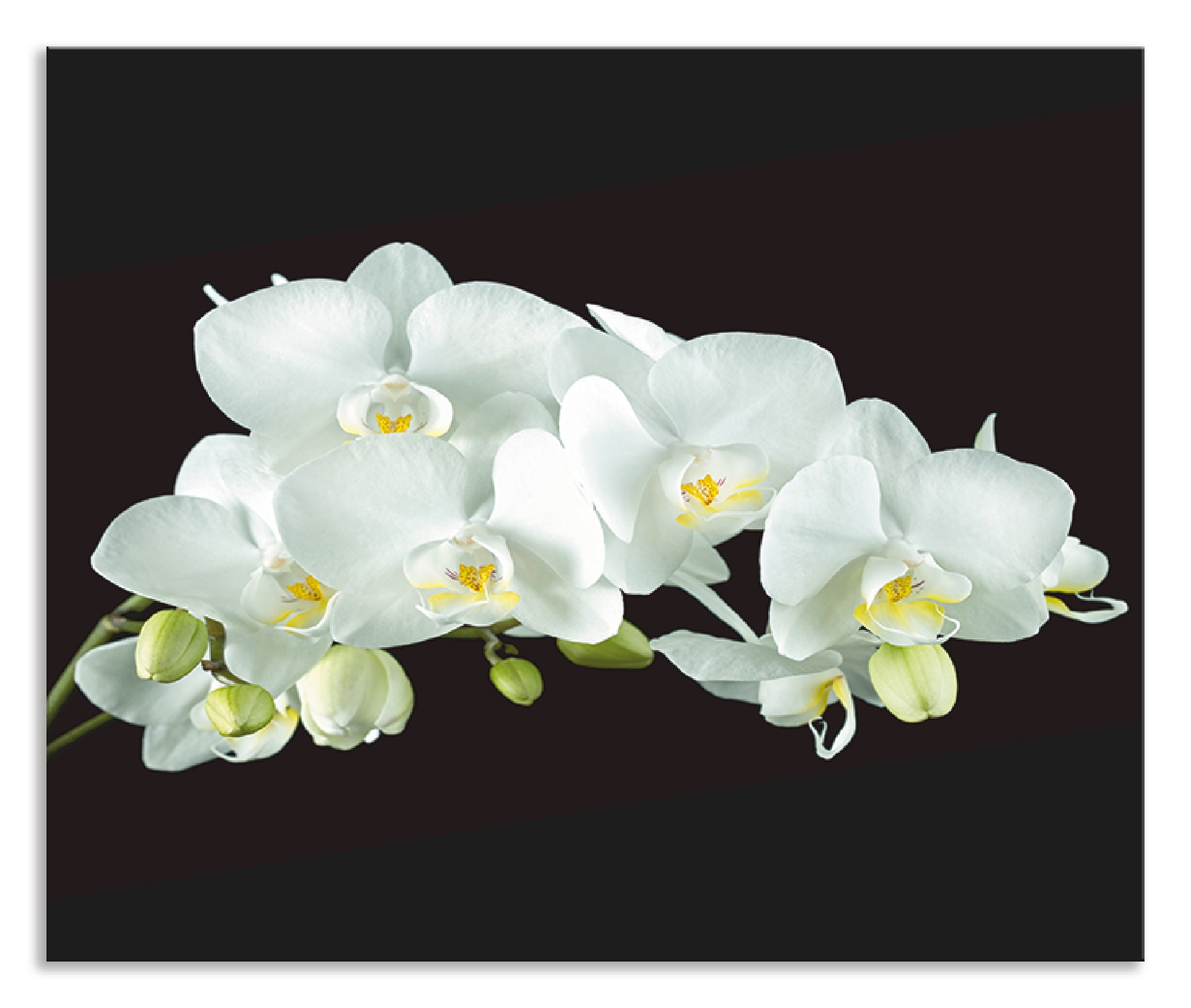 Küchenrückwand »Weiße Orchidee auf schwarzem Hintergrund«, (1 tlg.), Alu Spritzschutz...