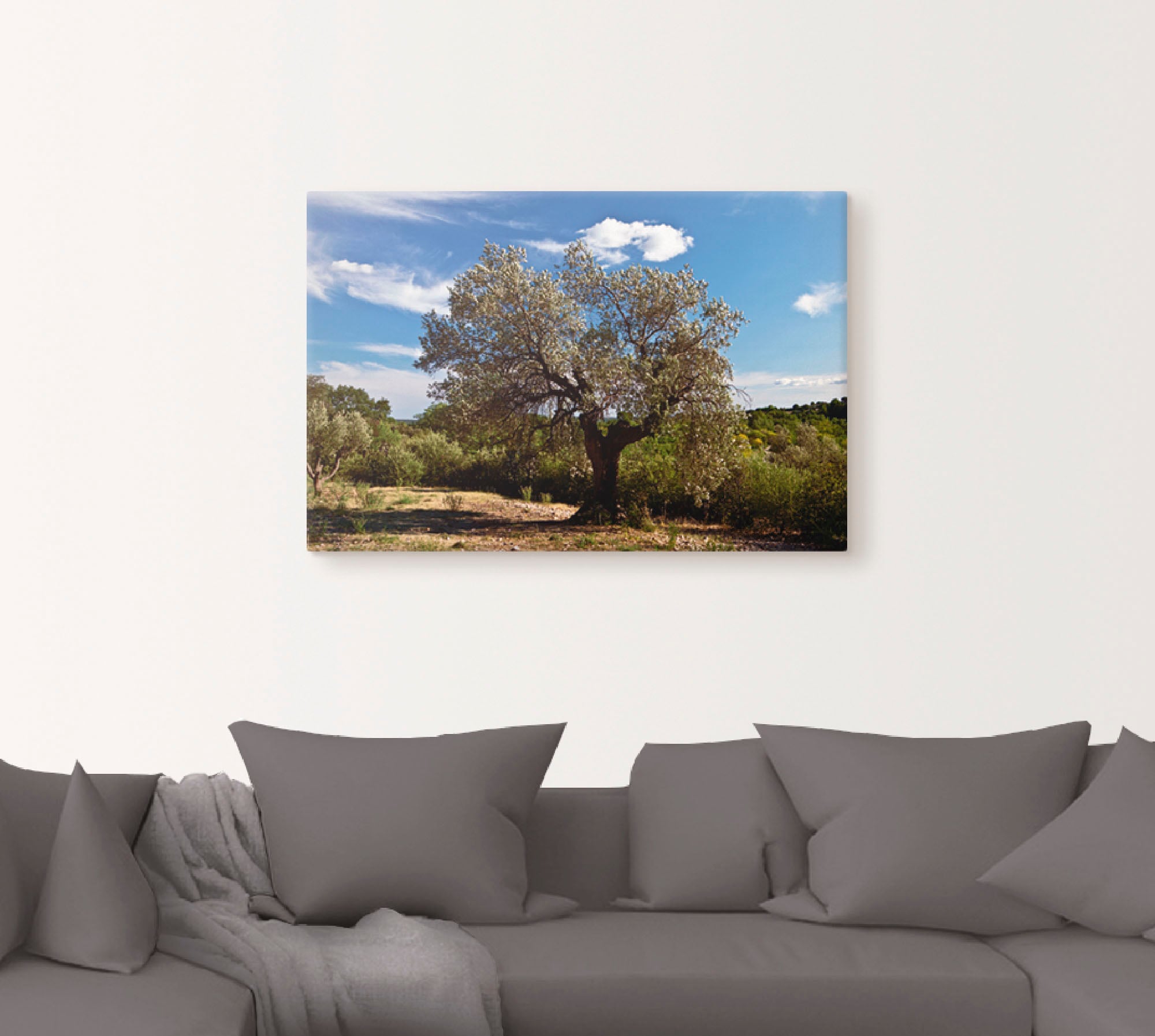Artland Wandbild »Olivenbaum in Südfrankreich«, Bäume, (1 St.), als Alubild, Outdoorbild, Leinwandbild, Poster in verschied. Größen