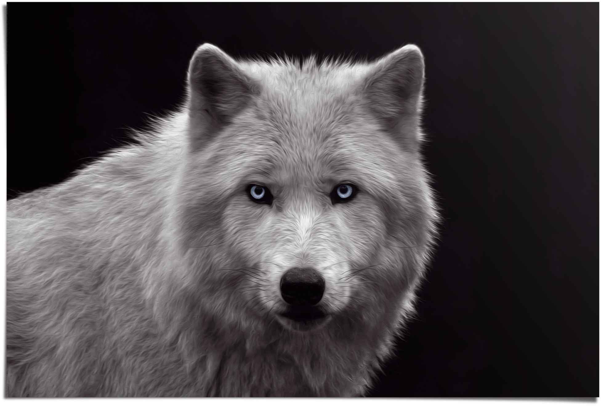 Reinders Poster "Weißer Wolf", (1 St.) günstig online kaufen