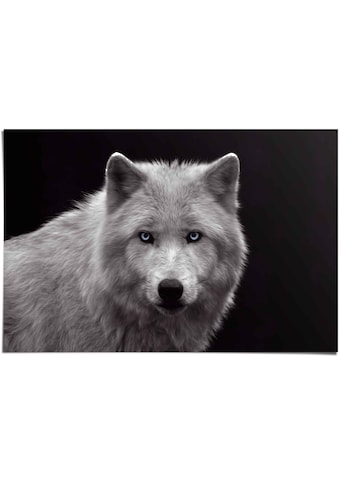 Reinders! Poster »Weißer Wolf« (1 St.)