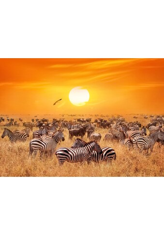 Papermoon Fototapetas »African Antelopes and Zeb...