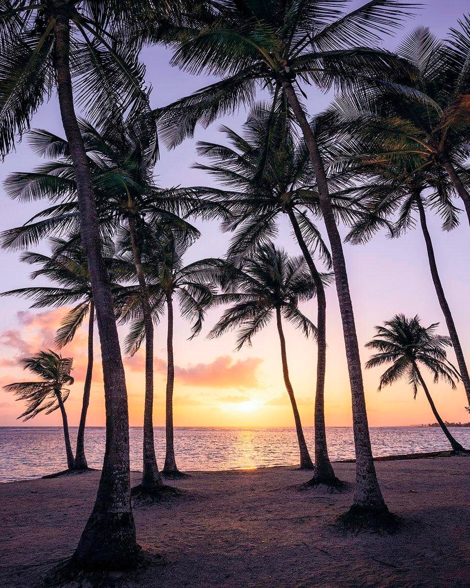 Komar Vliestapete "Palmtrees on Beach", 200x250 cm (Breite x Höhe), Vliestapete, 100 cm Bahnbreite