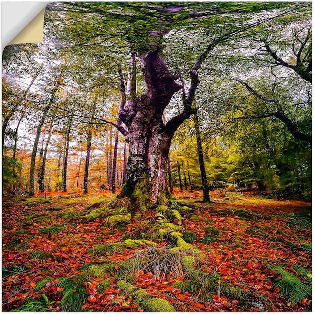 Artland Wandbild »Baum im Wald«, Baumbilder, (1 St.), als Alubild,  Leinwandbild, Wandaufkleber oder Poster in versch. Größen bestellen | BAUR