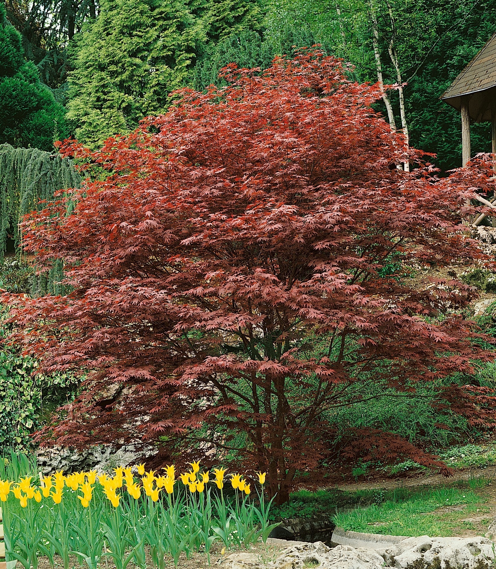 BCM Gehölze »Roter Fächerahorn 'Atropurpureum'«, (1 St.), Höhe: 60-80 cm, 1 Pflanze kaufen