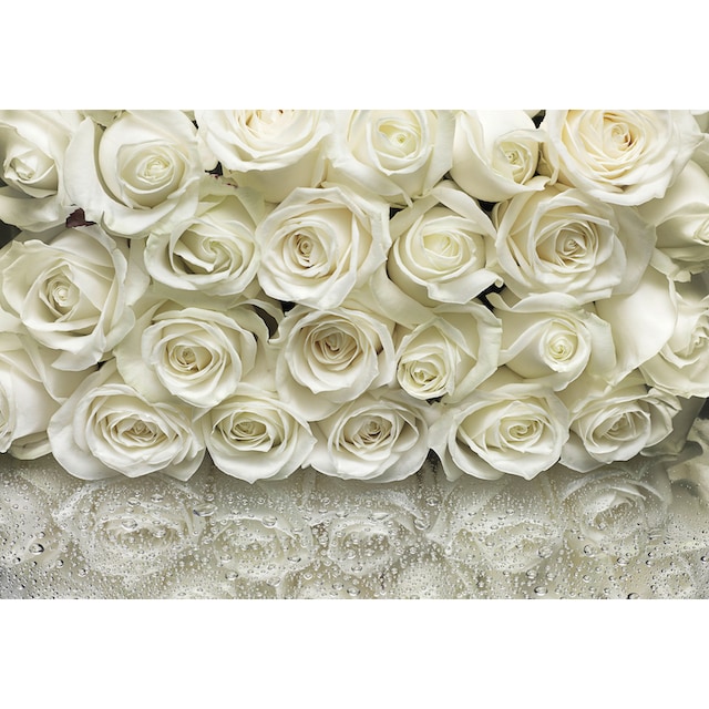 Komar Fototapete »A La Rose«, 368x254 cm (Breite x Höhe) günstig | BAUR