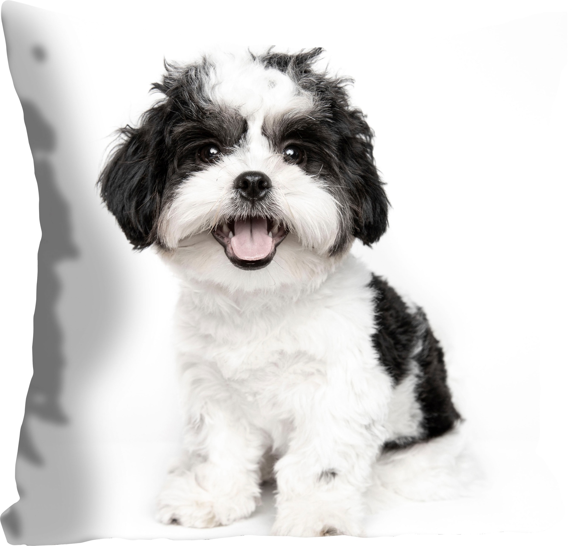queence Dekokissen "Malteser" mit einem Malteser Hund günstig online kaufen