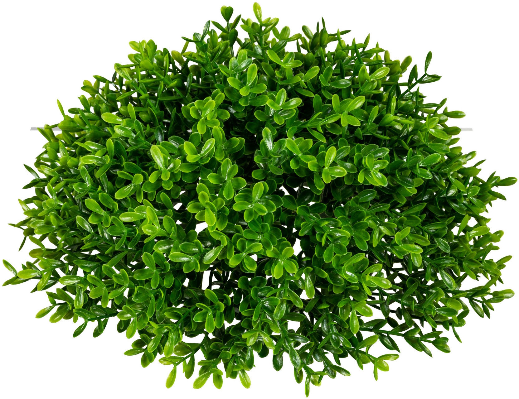 BAUR Kunstpflanze kaufen Creativ »Teeblatt-Halbkugel« green |