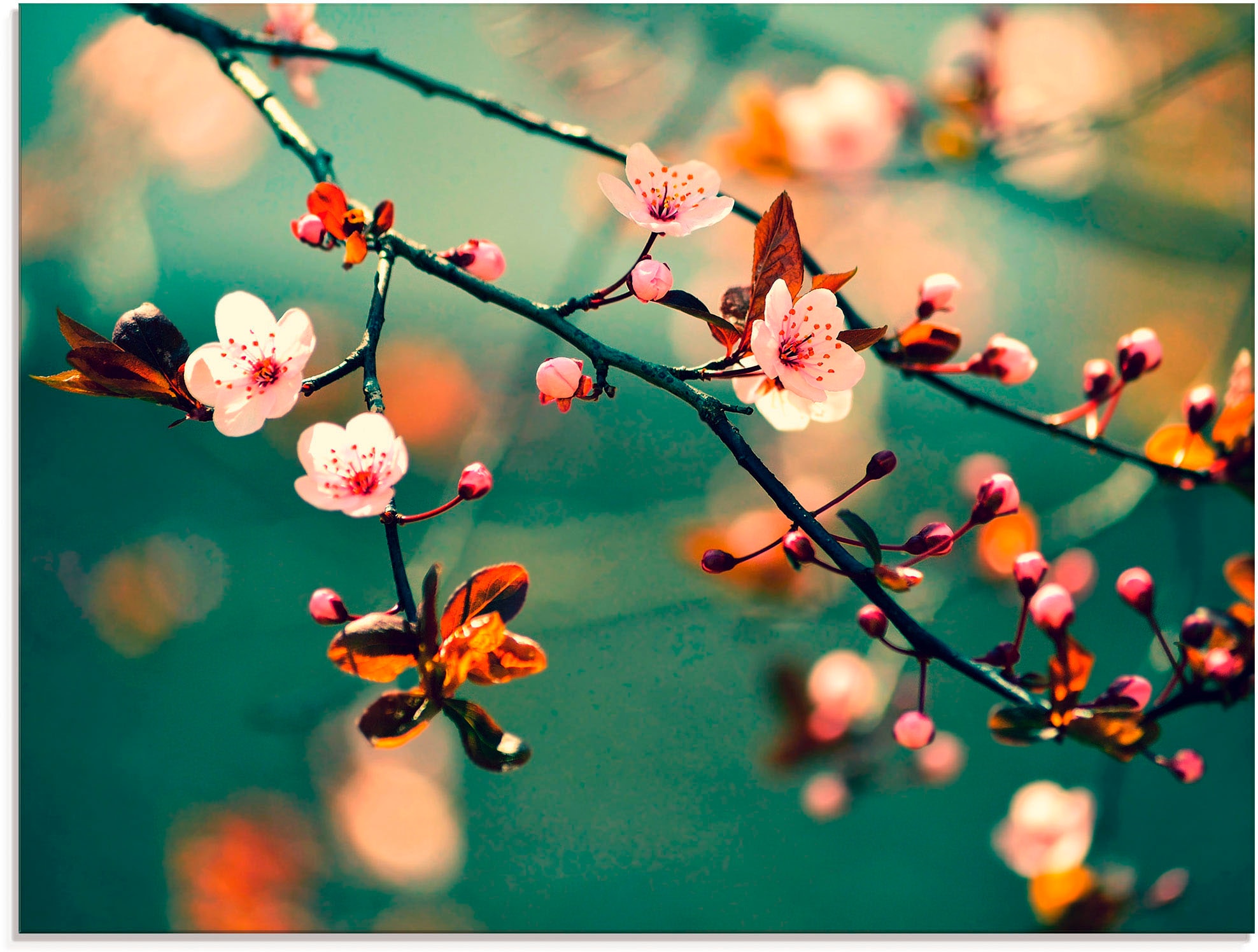 Artland Glasbild "Japanische Kirsch Sakura Blumen" Blumen 1 Stk. tlg. in verschiedenen Größen
