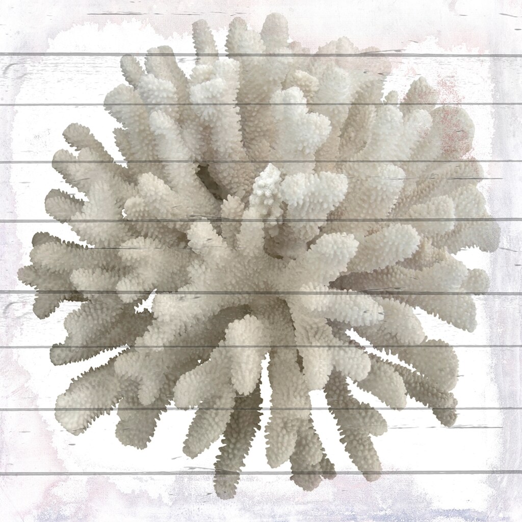 queence Holzbild »Weiße Koralle«, 50x50 cm