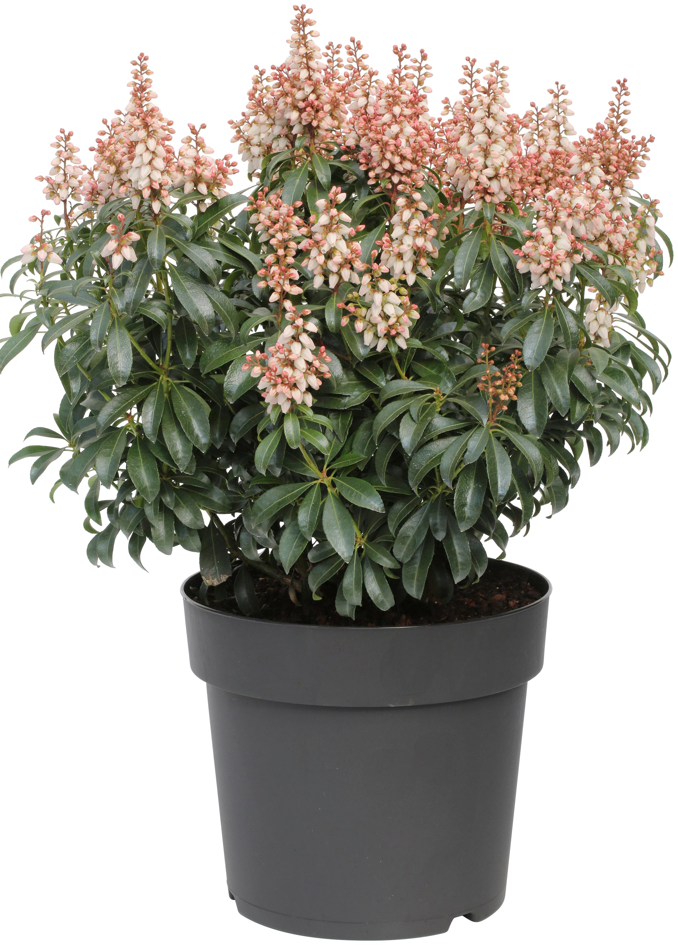 BCM Gehölze »Lavendelheide 'Bonfire'«, (1 St.), Höhe: 25-30 cm, 1 Pflanze kaufen