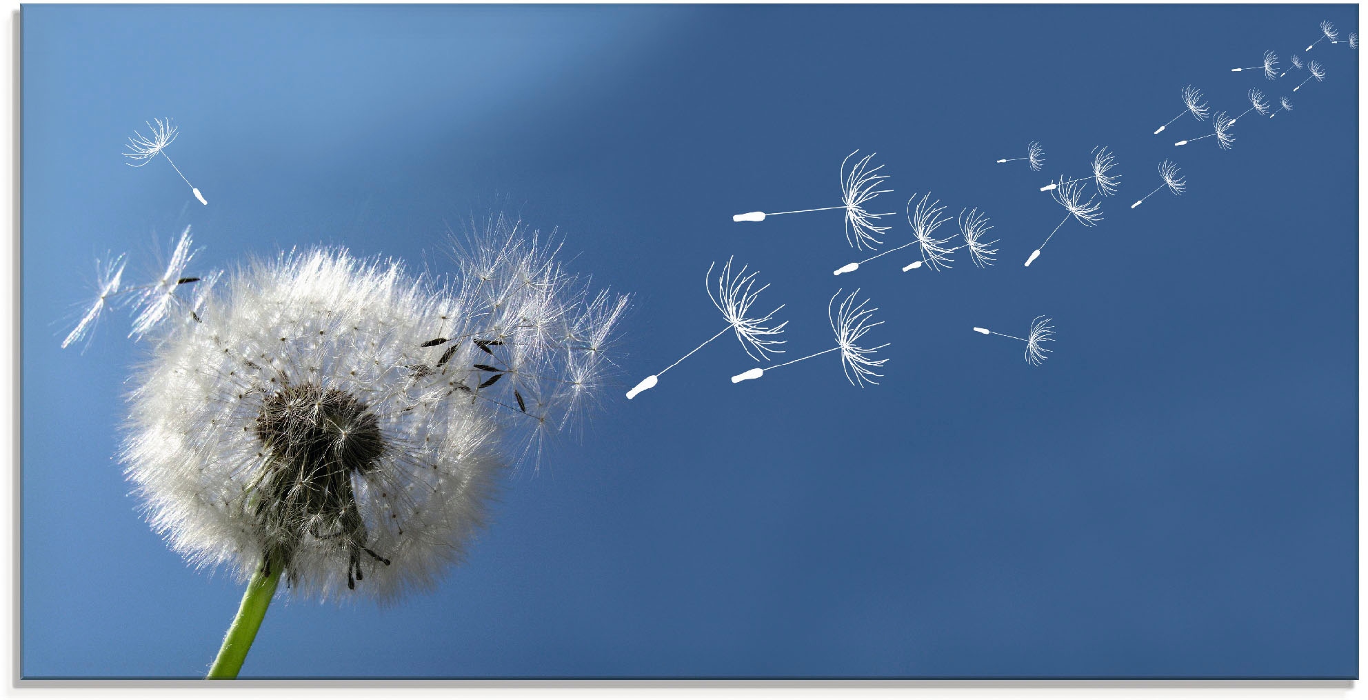 Artland Glasbild »Pusteblume«, Blumen, (1 St.), in verschiedenen Größen