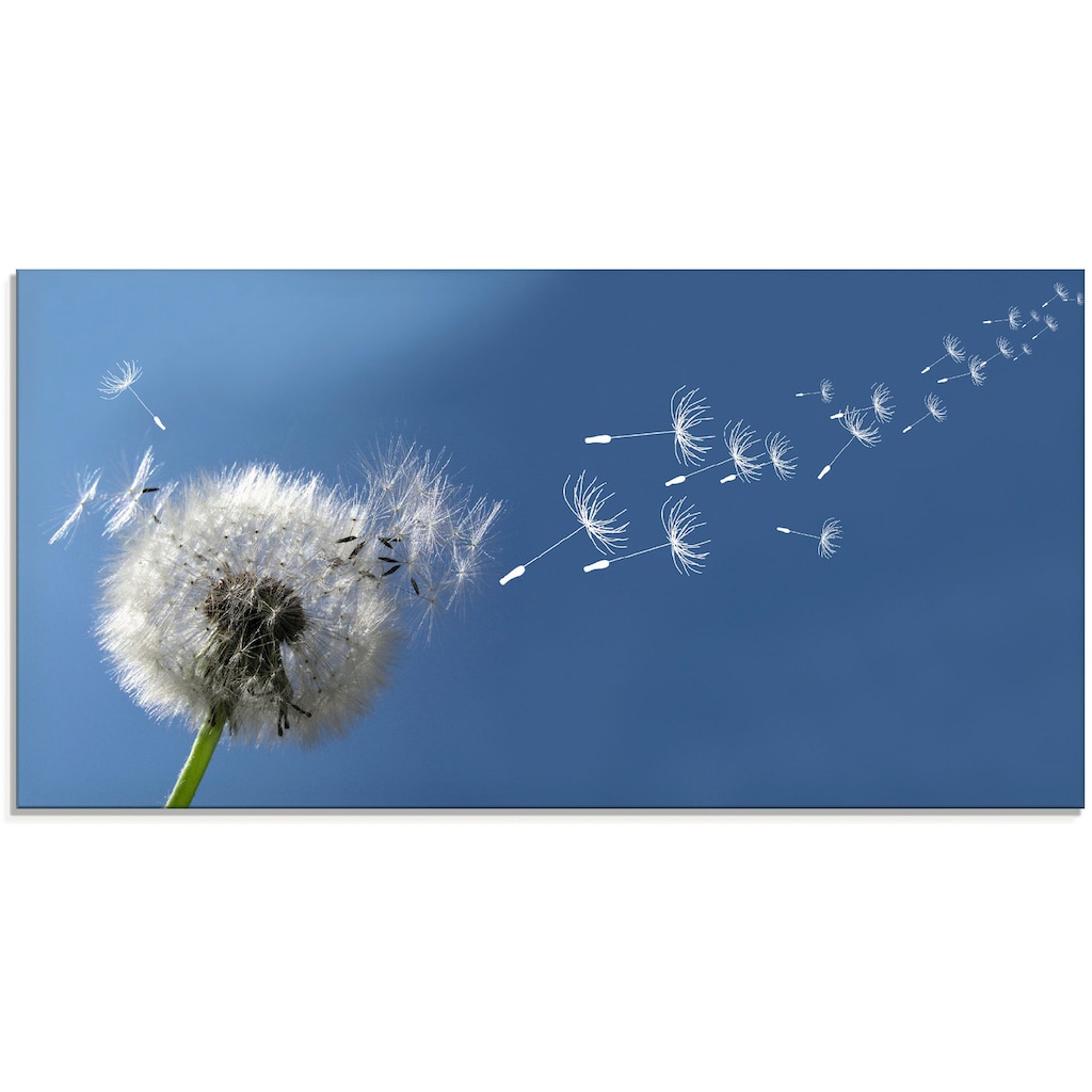 Artland Glasbild »Pusteblume«, Blumen, (1 St.)