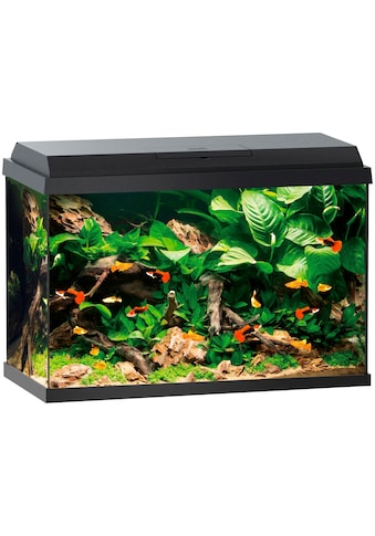 JUWEL AQUARIEN Akvariumas »Primo 70« BxTxH: 61x31x44 ...