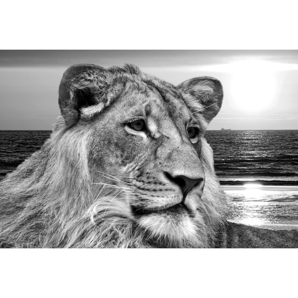 Papermoon Fototapete »Löwe schwarz & weiß«