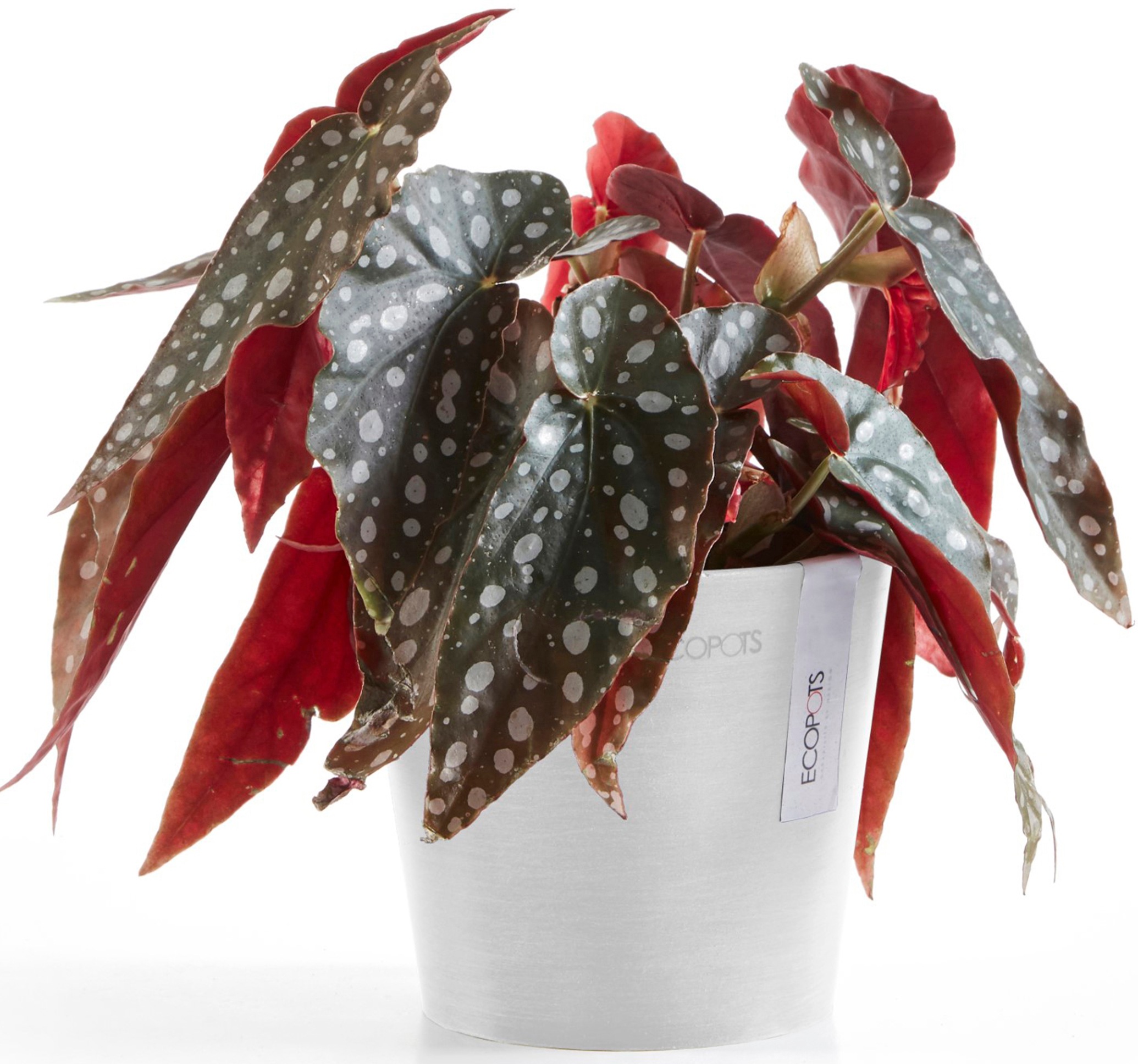 ECOPOTS Blumentopf »Amsterdam Mini 13 Weiß«, für den Innenbereich