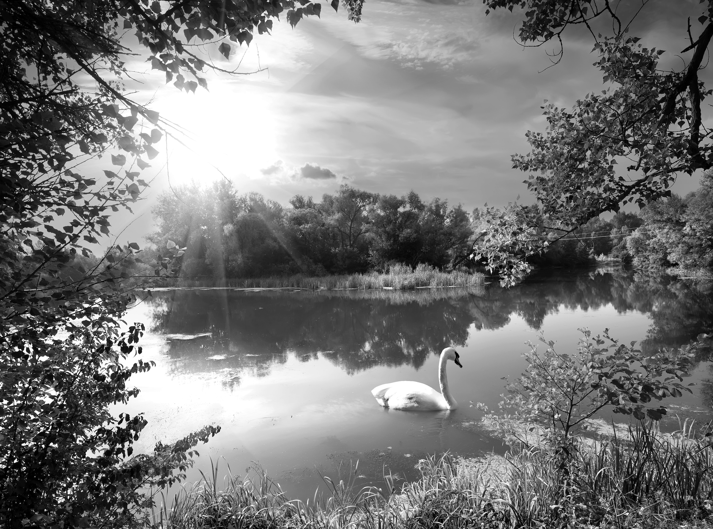 Papermoon Fototapete "Landschaft mit Schwan Schwarz & Weiß"