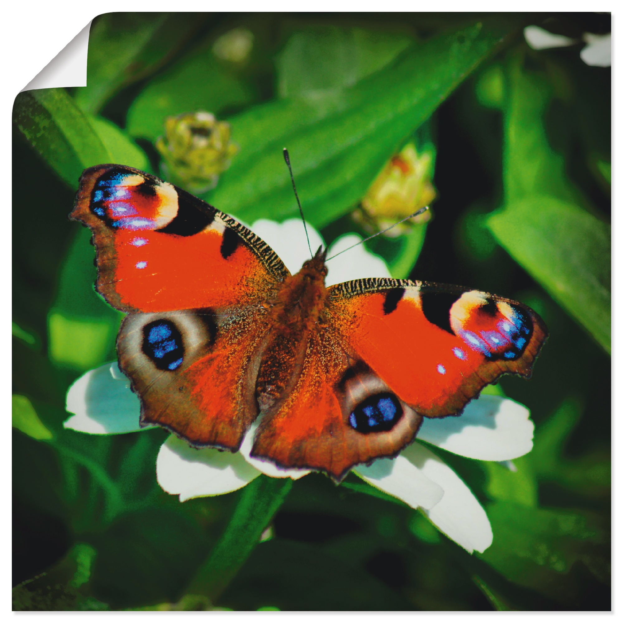 Artland Wandbild "Tagpfauenauge", Insekten, (1 St.), als Leinwandbild, Post günstig online kaufen