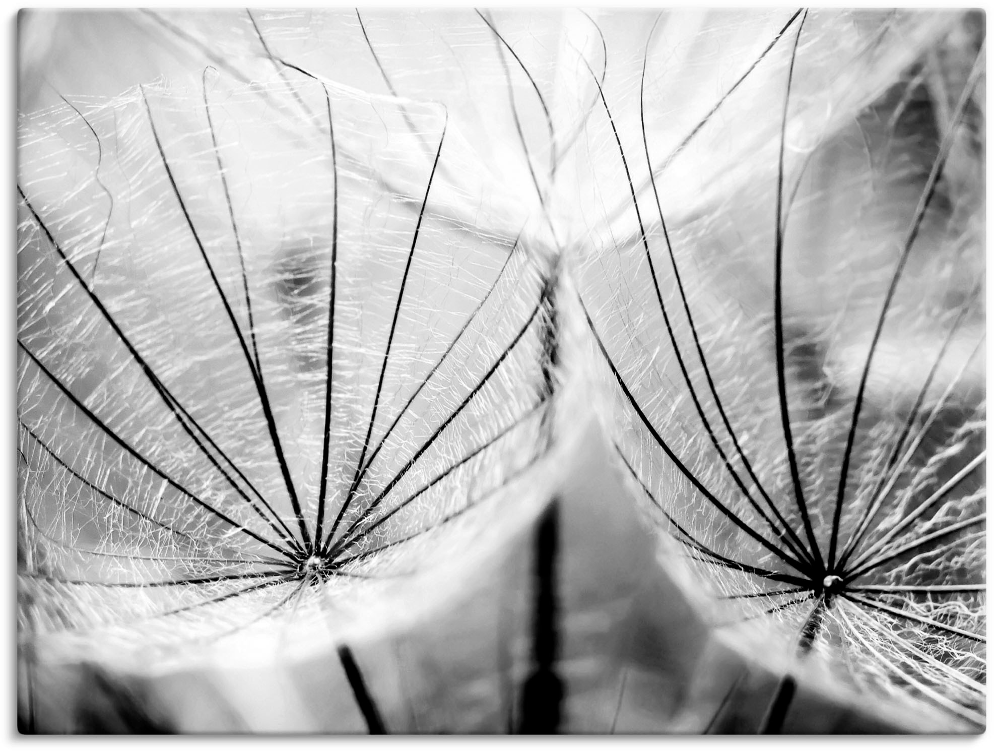 Artland Wandbild "Pusteblume in schwarzweiß" Blumen 1 Stk. tlg. als Leinwandbild, Poster in verschied. Größen