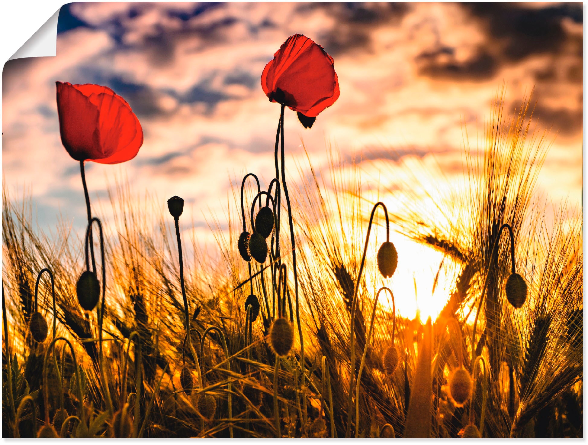 Artland Wandbild »Mohnblumen im Sonnenuntergang«, Blumen, (1 St.), als Alubild, Outdoorbild, Leinwandbild, Poster, Wandaufkleber