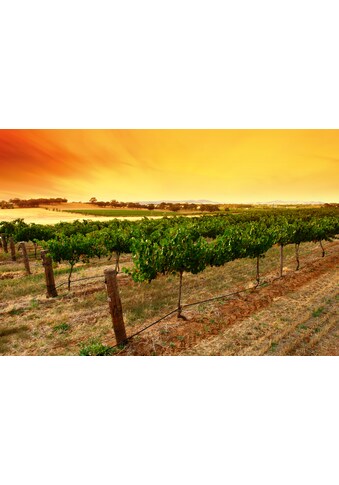 Papermoon Fototapetas »Sunrise Vineyard«