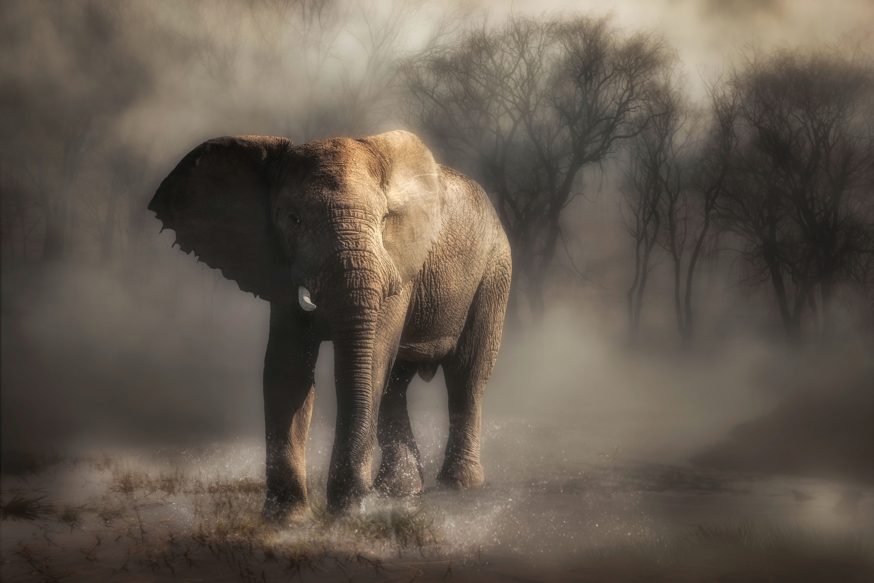 Papermoon Fototapete "Photo-Art CHARLAINE GERBER, ELEFANT TRINKWASSER"