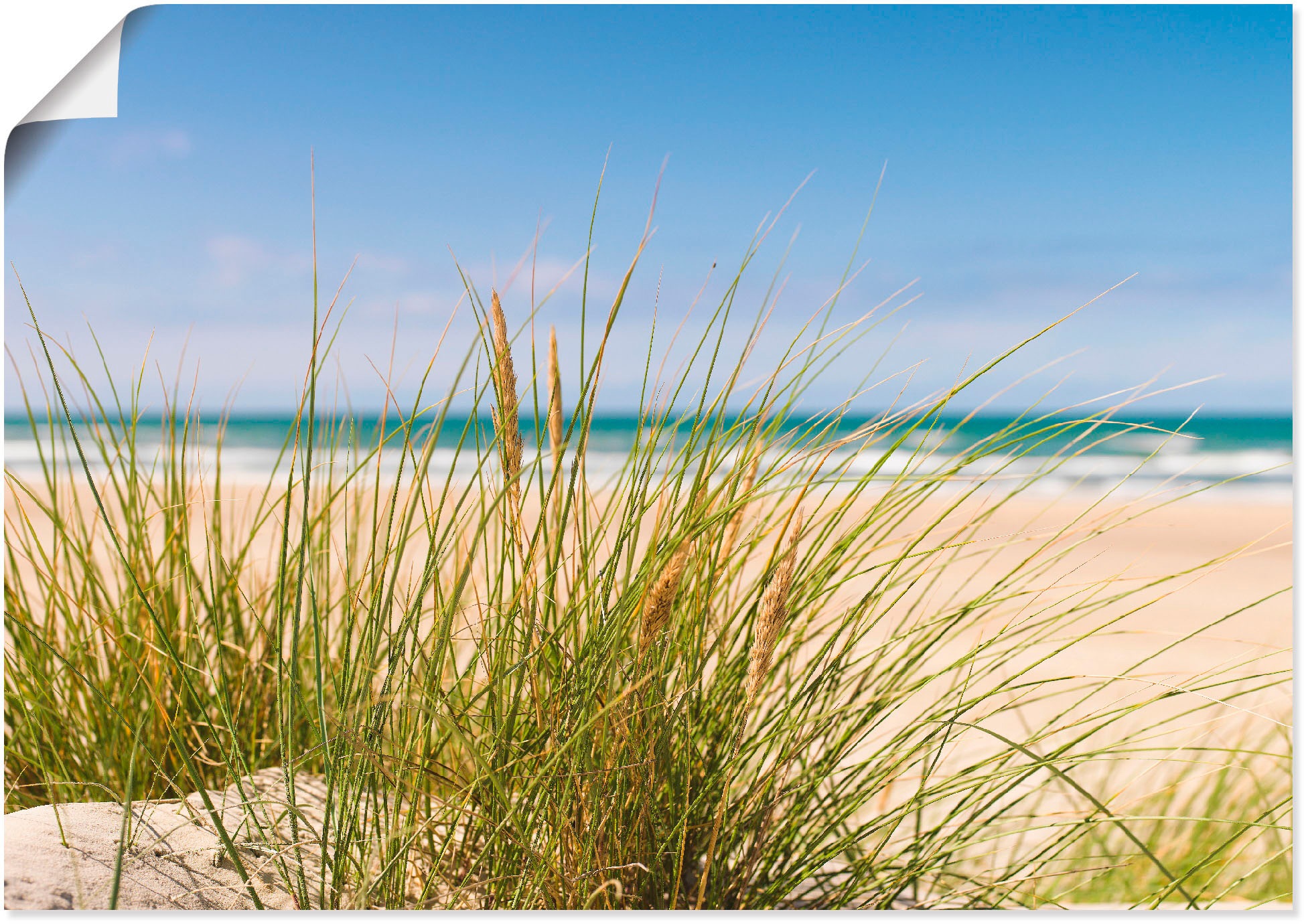 Artland Wandbild "Dünengras", Strand, (1 St.), als Alubild, Outdoorbild, Le günstig online kaufen