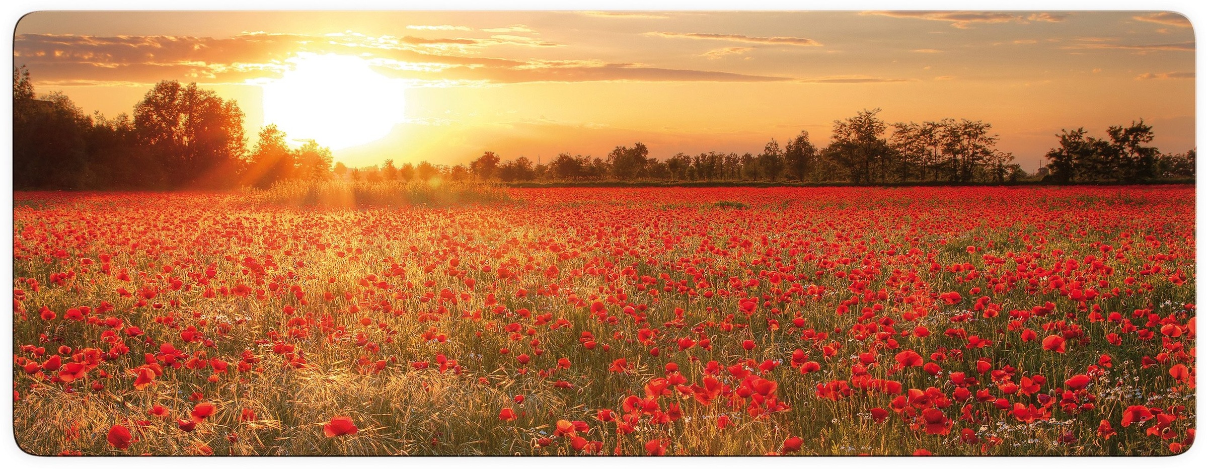 Glasbild »Mohnfeld im Sonnenuntergang Panorama«, Gebäude, Glasposter modern