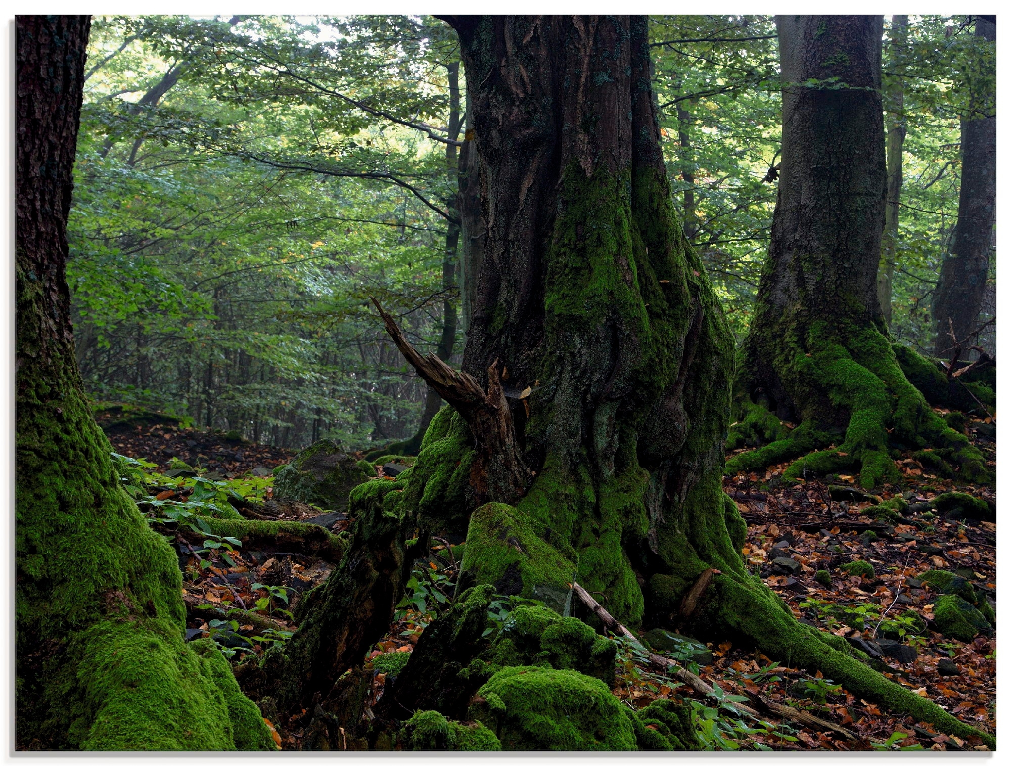 Glasbild »Alte Bäume am Kraterrand«, Wald, (1 St.), in verschiedenen Größen