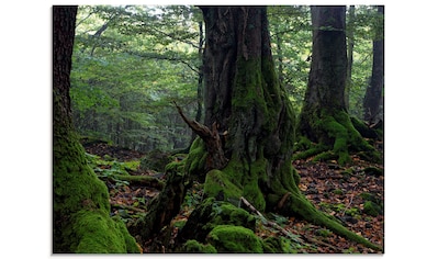 Glasbild »Alte Bäume am Kraterrand«, Wald, (1 St.)