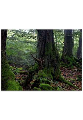 Glasbild »Alte Bäume am Kraterrand«, Wald, (1 St.), in verschiedenen Größen
