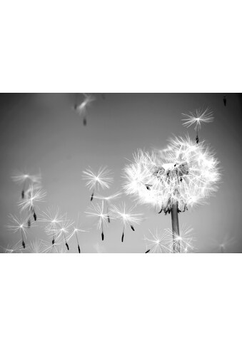 Papermoon Fototapetas »Pusteblume juoda spalva &...