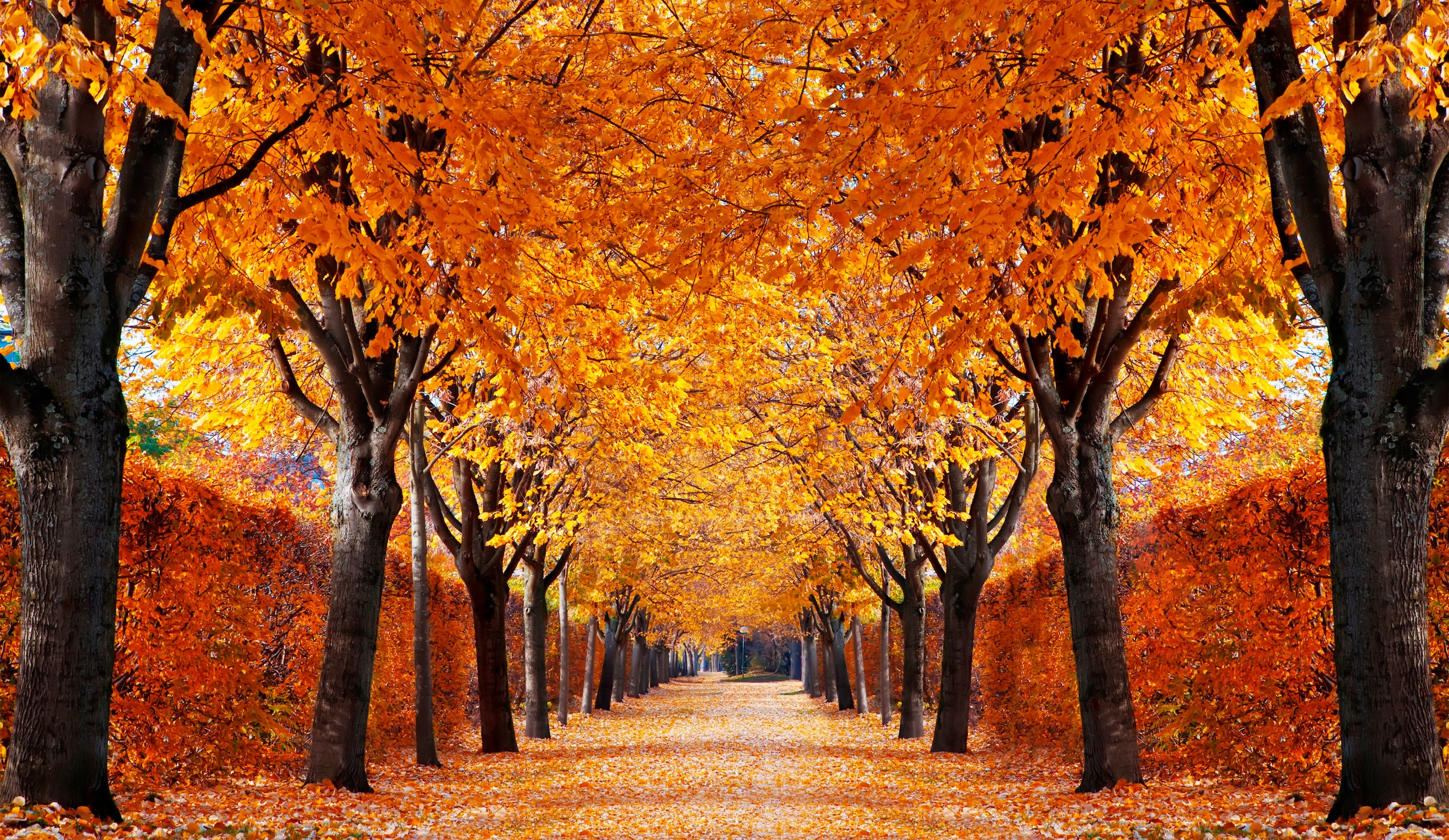 Papermoon Fototapete "Autumn Alley" glatt