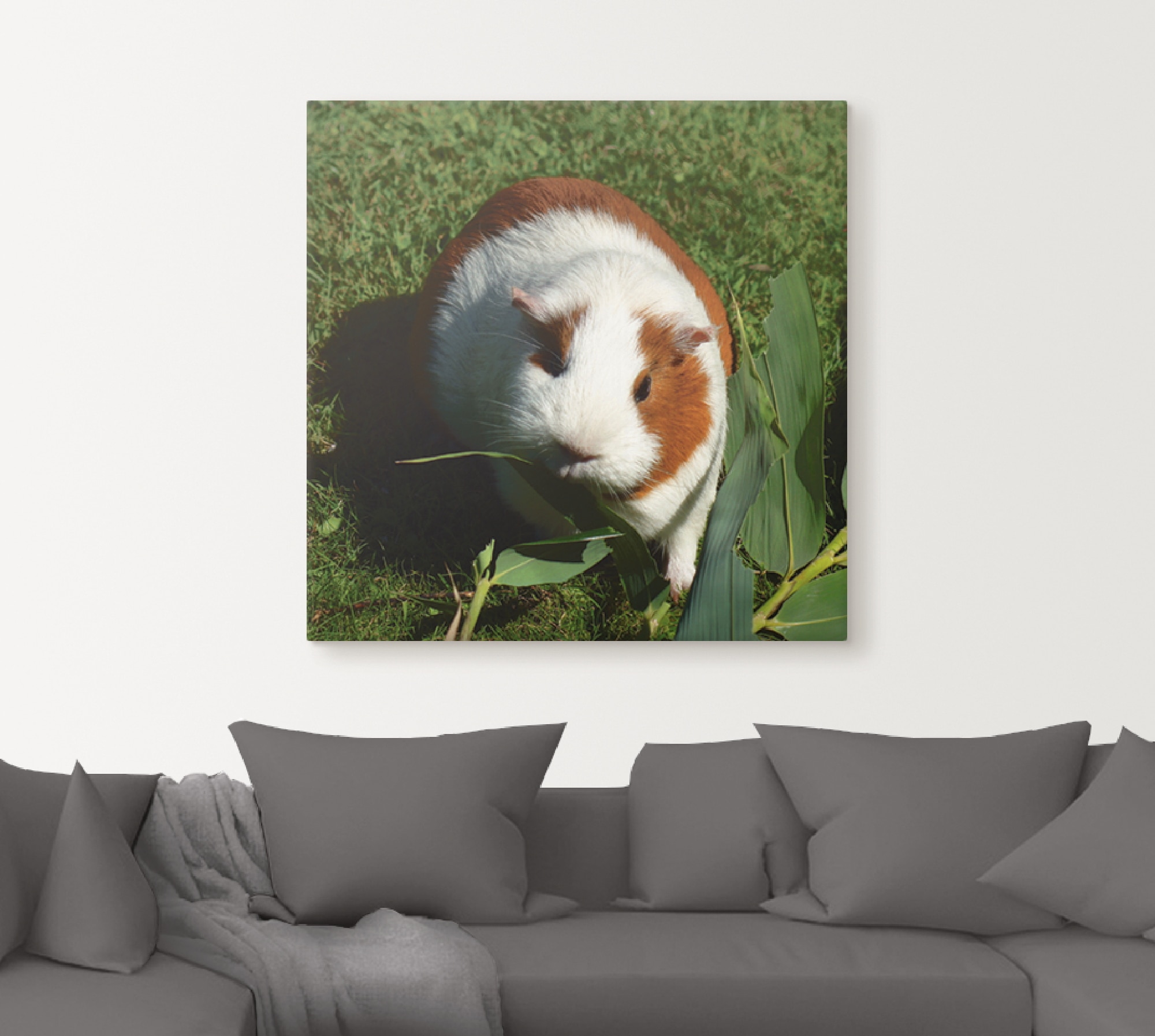 Artland Wandbild »Orange weißes Meerschweinchen«, Haustiere, (1 St.), als Alubild, Outdoorbild, Leinwandbild in verschied. Größen
