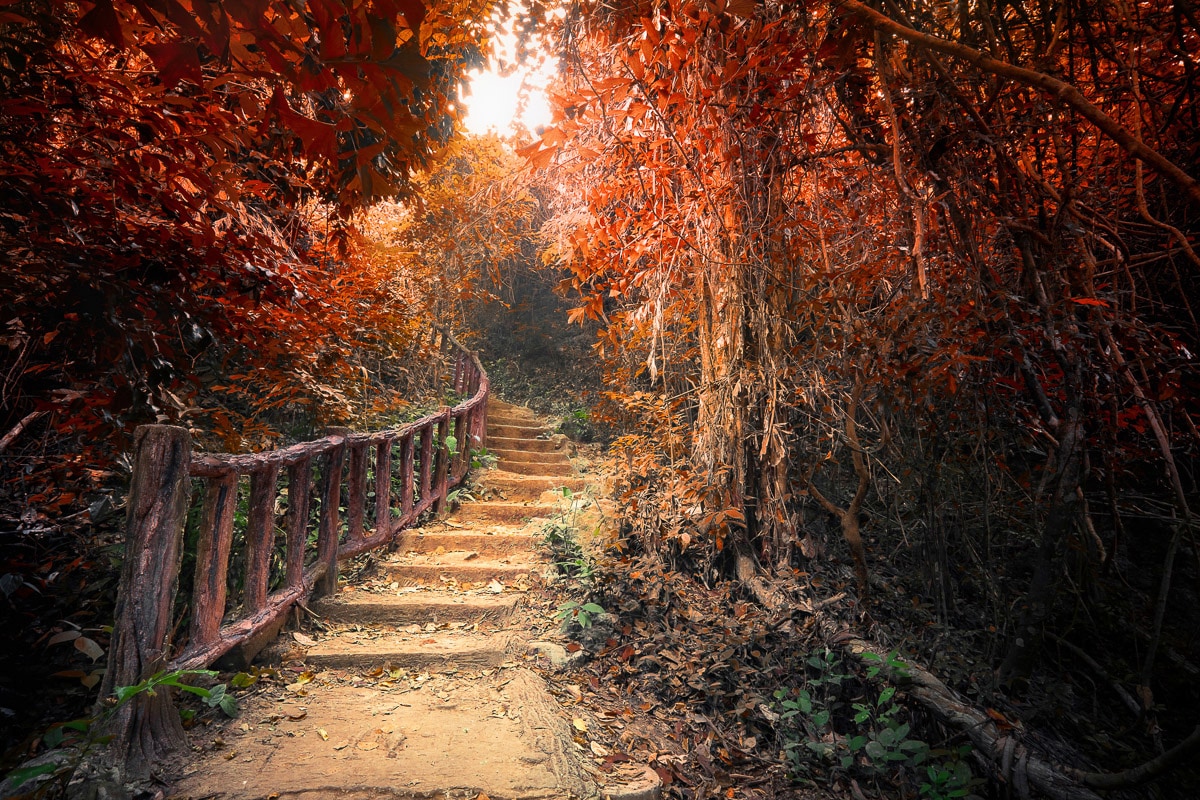 Papermoon "Treppe durch Wald"