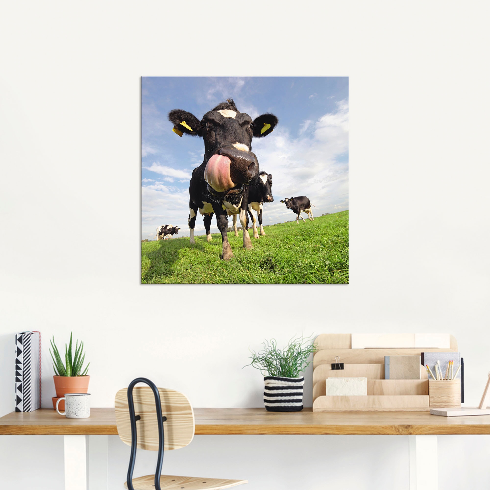 Artland Wandbild »Holstein-Kuh mit gewaltiger Zunge«, Haustiere, (1 St.), als Alubild, Outdoorbild, Leinwandbild, Poster, Wandaufkleber