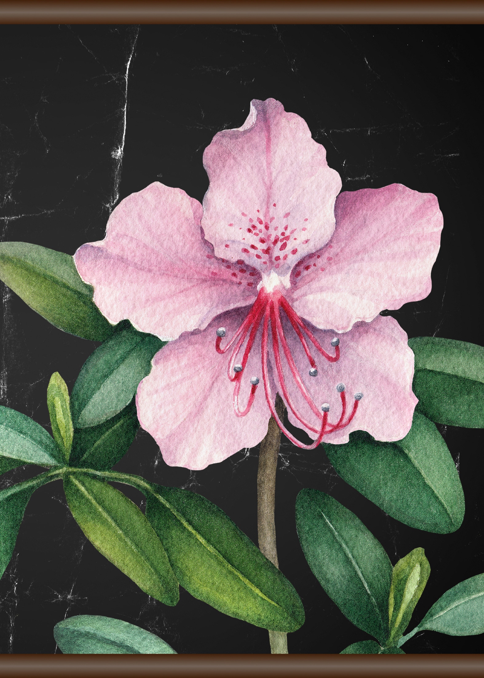 queence Leinwandbild "Rosa Blüte", 50x70 cm