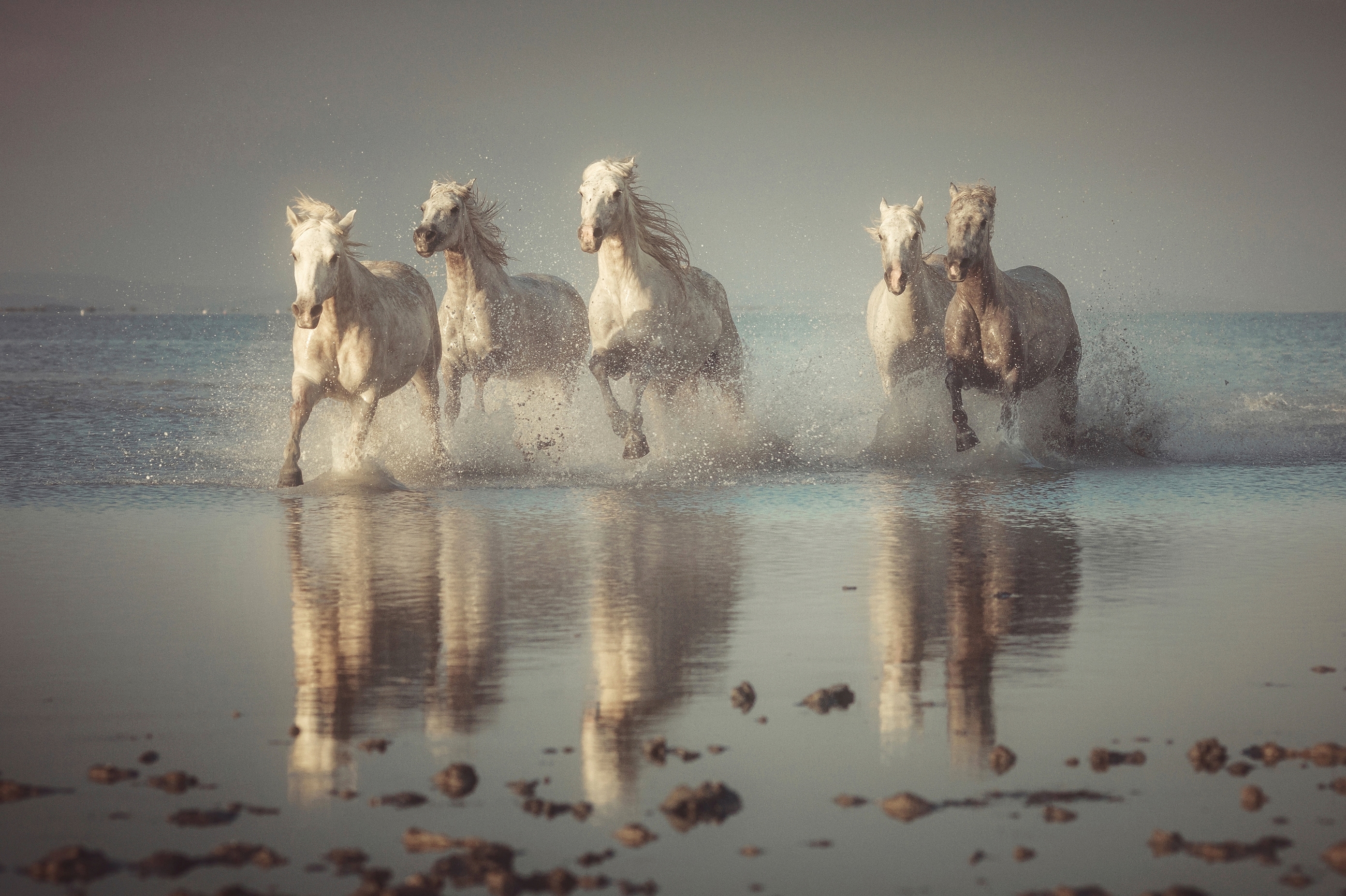 Papermoon "Photo-Art ROSTOVSKIY ANTON, CAMARGUE-PFERDE"