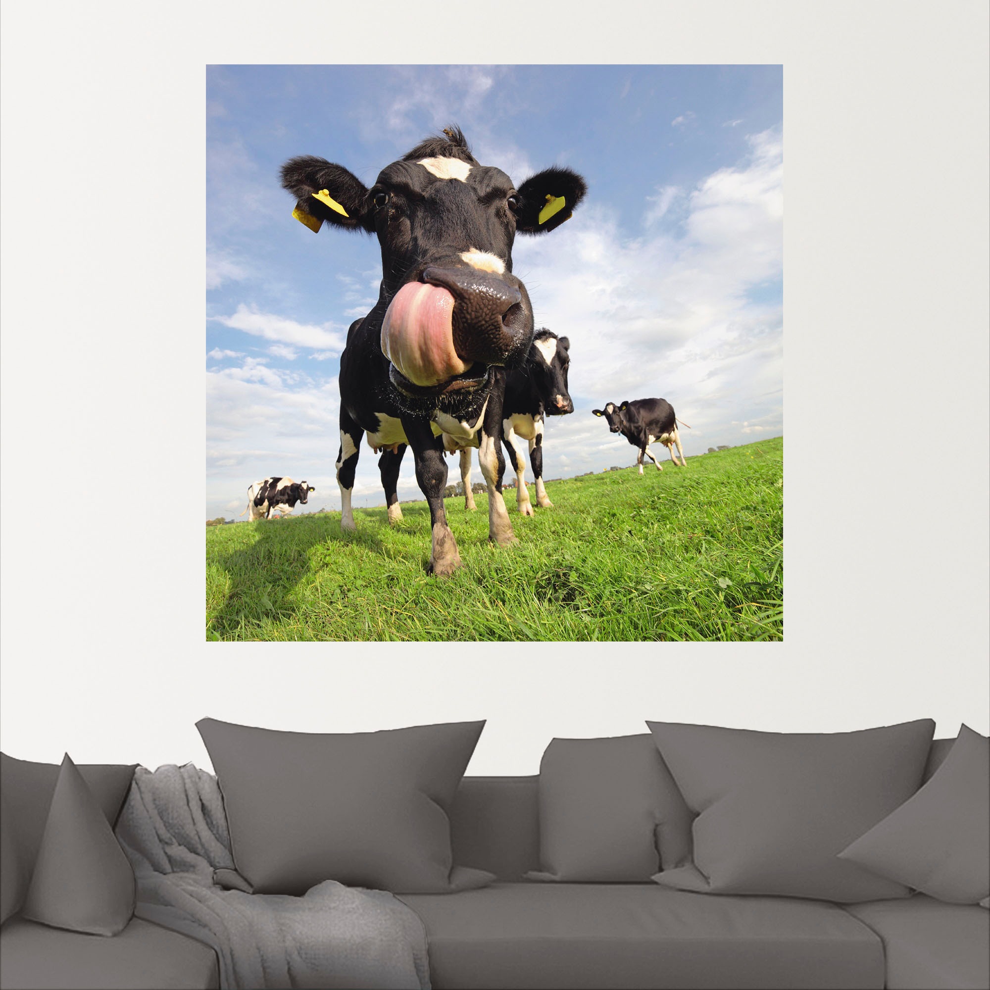 Artland Wandbild »Holstein-Kuh mit gewaltiger Zunge«, Haustiere, (1 St.), als Alubild, Outdoorbild, Leinwandbild, Poster, Wandaufkleber