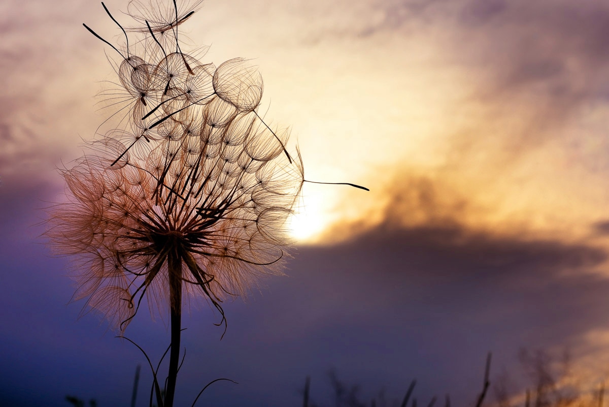 Papermoon Fototapete "Pusteblume" günstig online kaufen