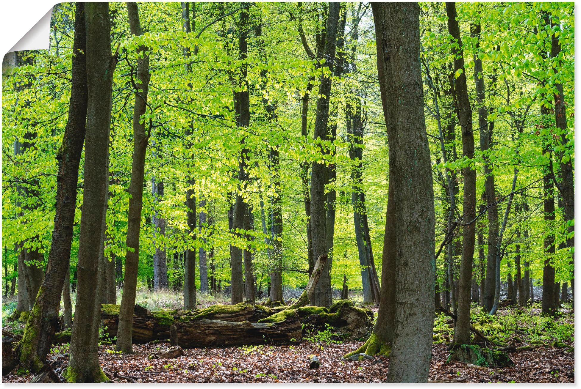 Artland Wandbild »Laubwald im Frühjahr«, Wald, (1 St.), als Alubild,  Leinwandbild, Wandaufkleber oder Poster in versch. Größen kaufen | BAUR