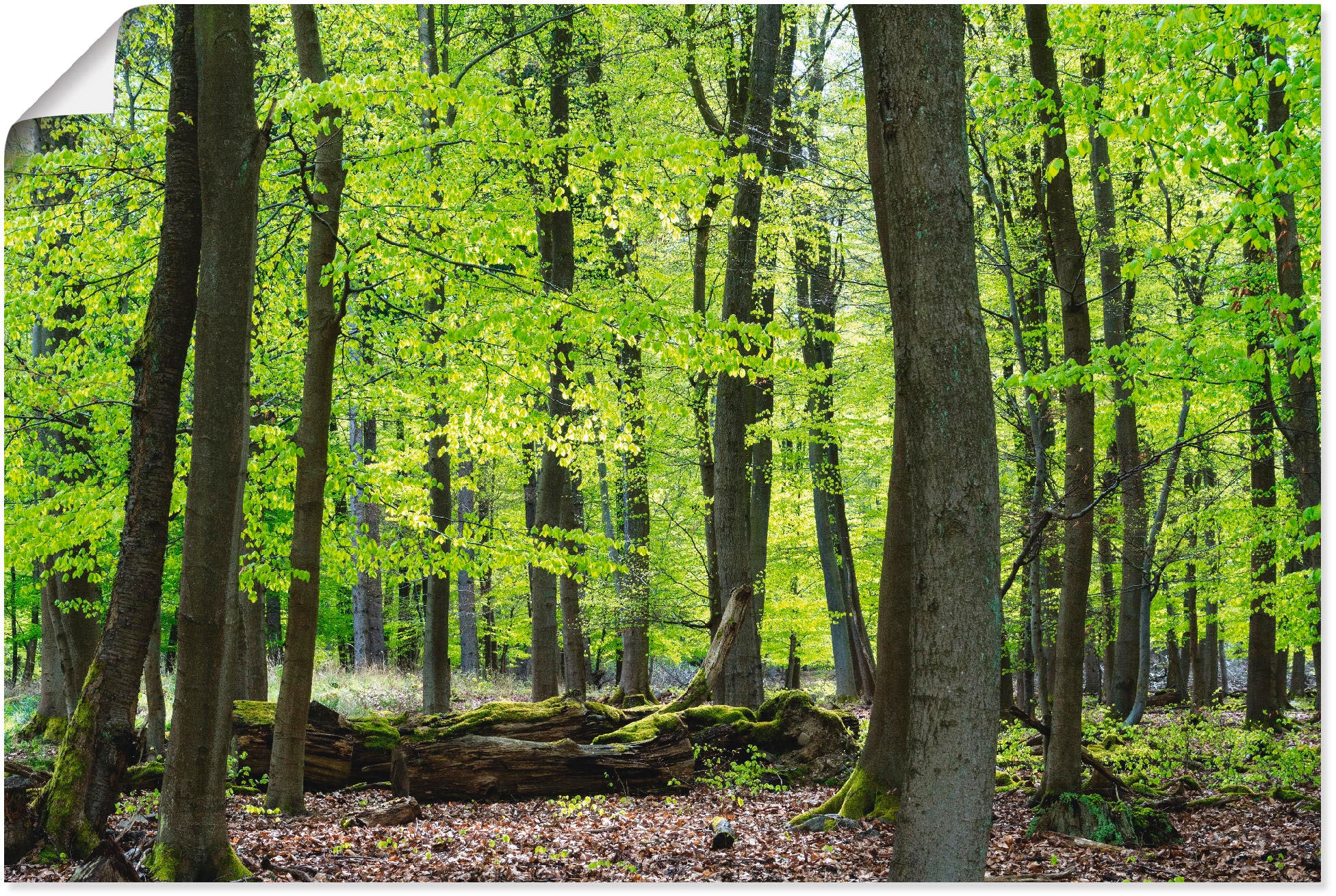 versch. »Laubwald (1 Wandbild Wandaufkleber als Frühjahr«, | oder St.), in Leinwandbild, kaufen im BAUR Alubild, Artland Größen Wald, Poster