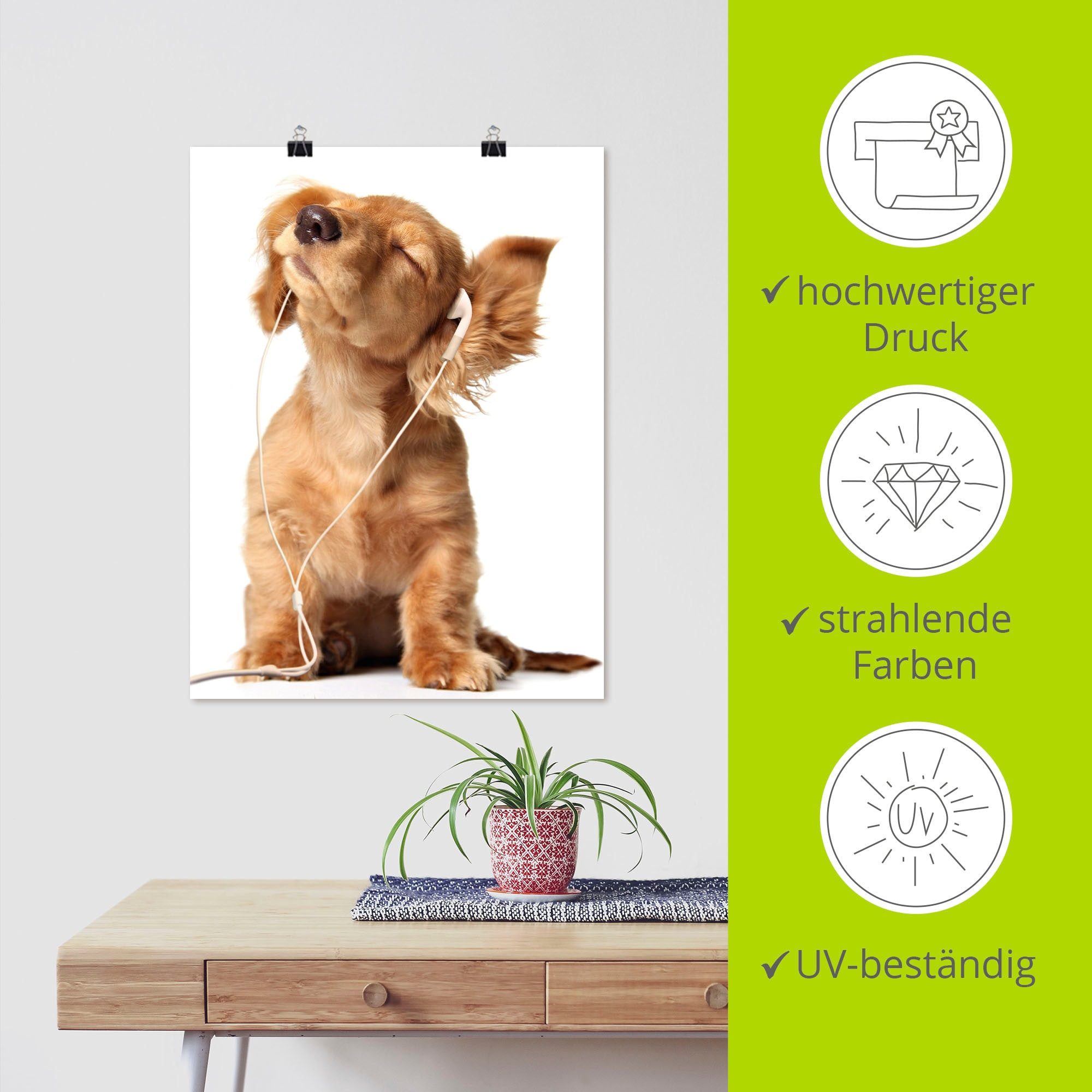 Artland Wandbild »Junger Hund hört Musik über Kopfhörer«, Haustiere, (1 St.), als Leinwandbild, Poster, Wandaufkleber in verschied. Größen