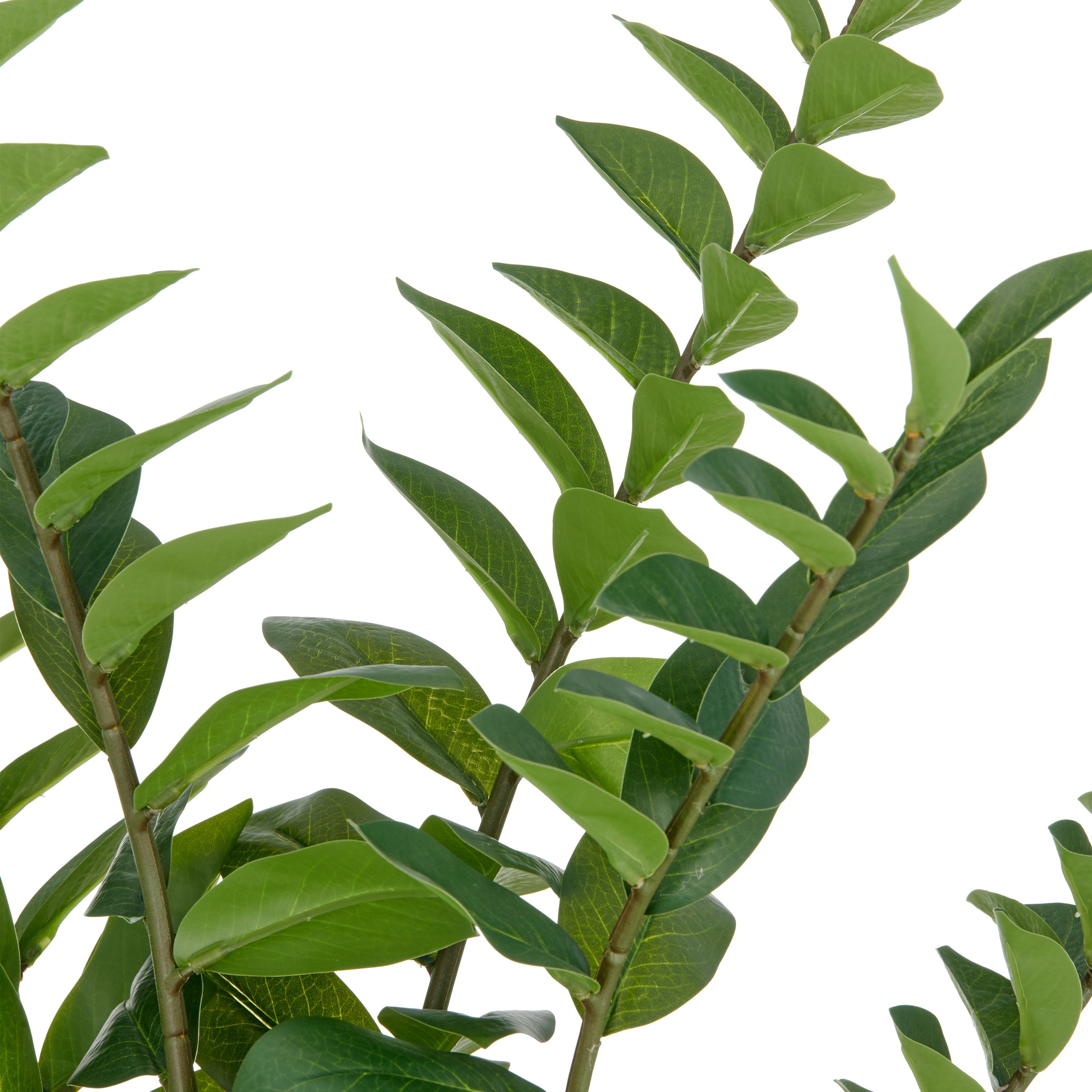 Creativ green Kunstpflanze »Zamifolia«, mit detailgetreuer Gestaltung