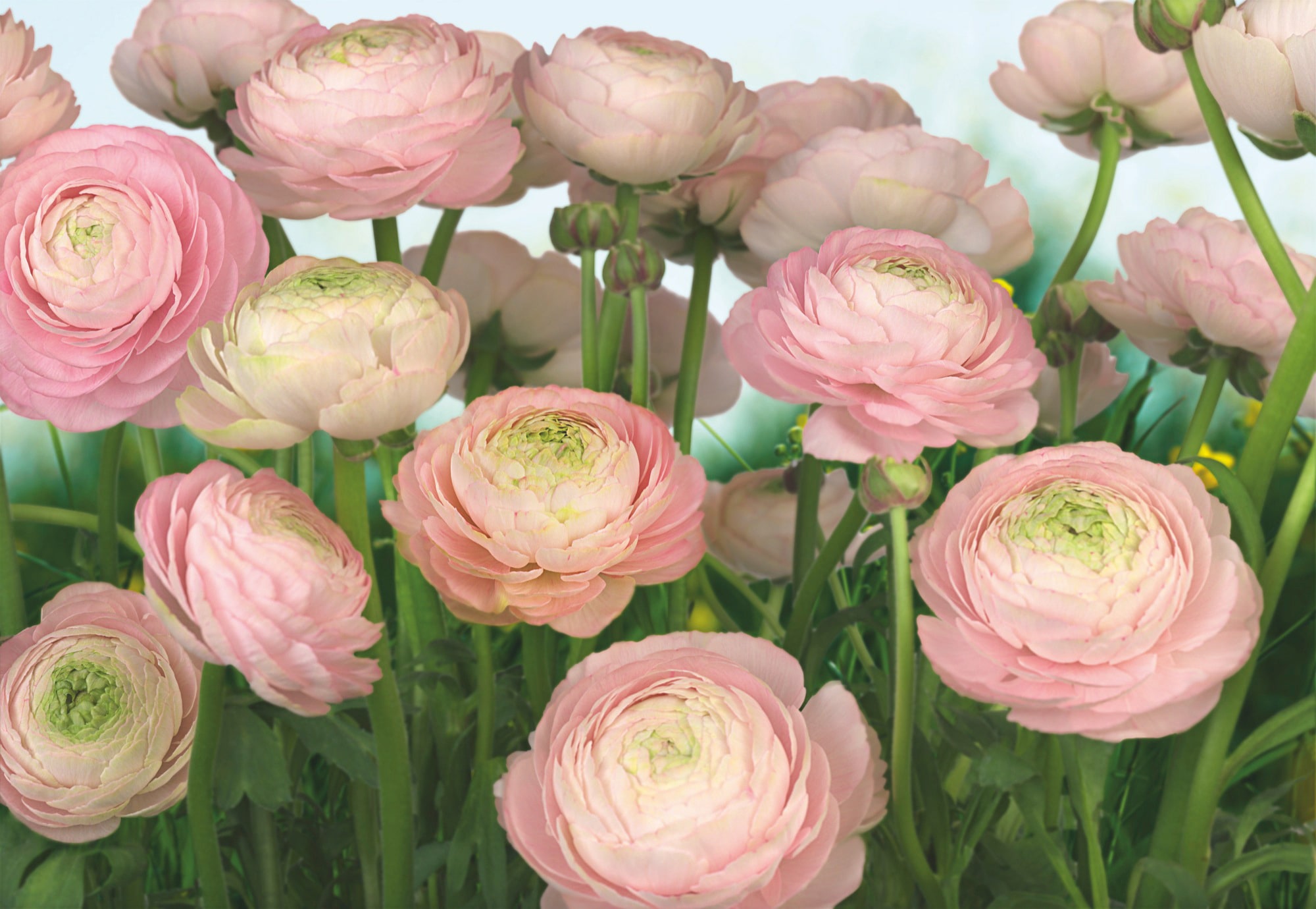 Komar Fototapete "Gentle Rosé", 368x254 cm (Breite x Höhe), inklusive Kleister