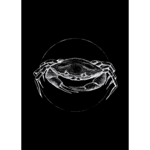 Komar Poster »Crab Black«, Tiere, Höhe: 70cm kaufen | BAUR