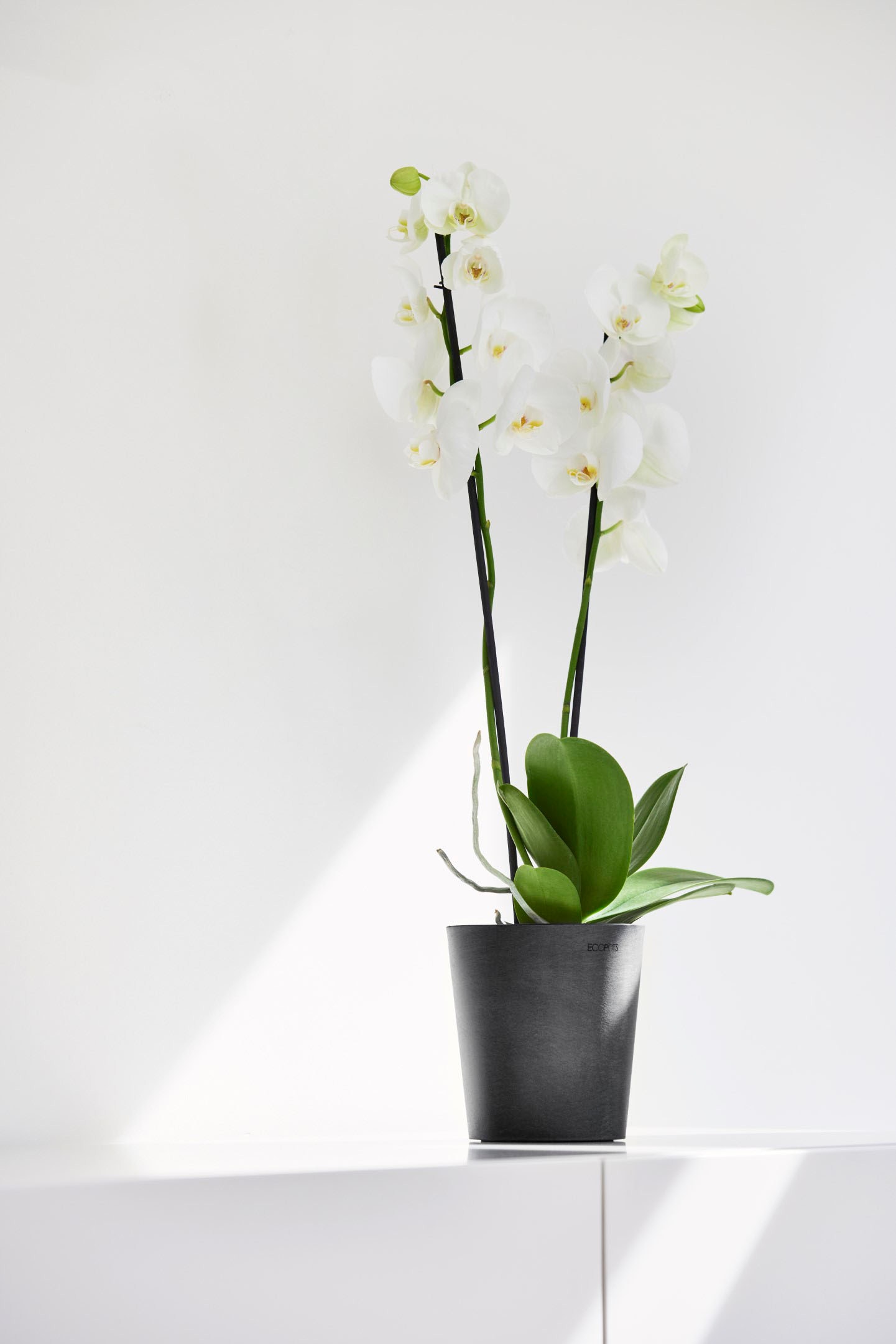 ECOPOTS Blumentopf »Morinda«, ØxH: 14,2x16 cm
